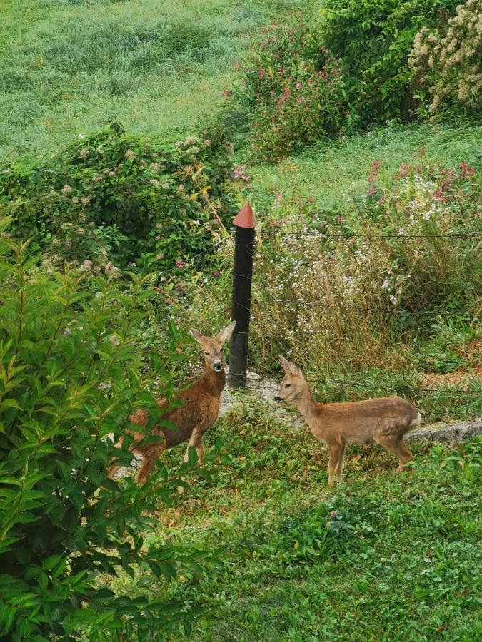 Hieflau Ferienwohnung Im Nationalpark Gesaeuse מראה חיצוני תמונה